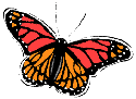 butterfly3